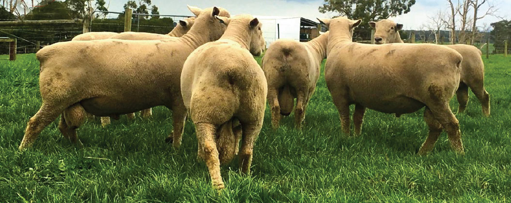 Southdown rams with superior hindquarters