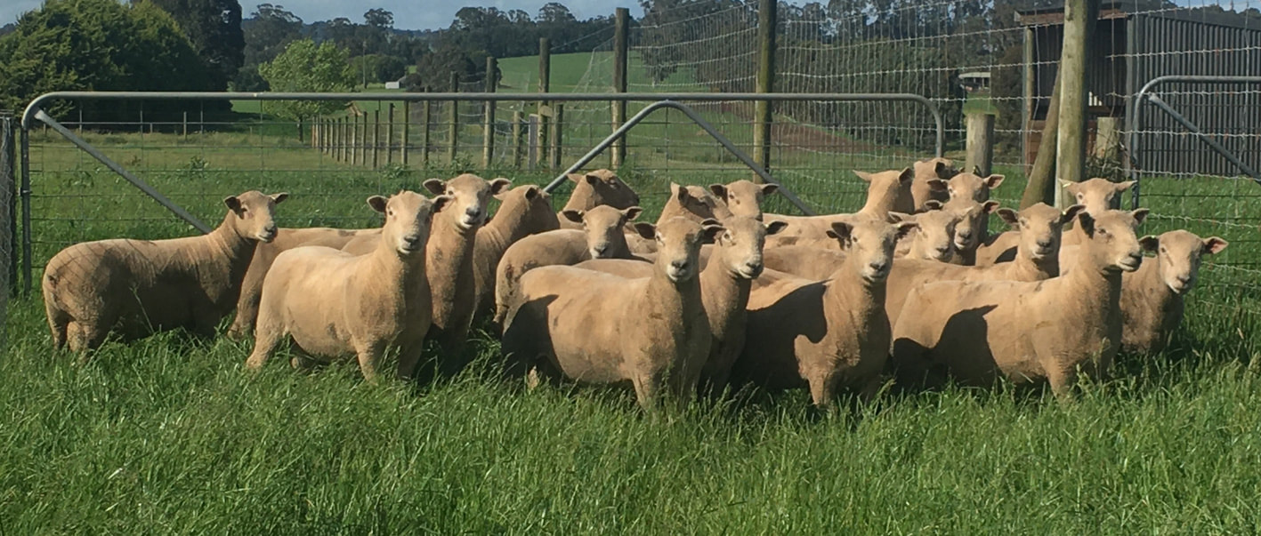 Southdown rams for sale